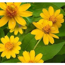 MarkEntegra Bodur Madalyon Çiçeği Tohumu (10 Tohum)