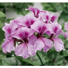 MarkEntegra Sakız Sardunya Tohumu - Lila Renkli (3 Tohum)