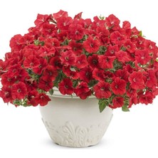 MarkEntegra Petunya Çiçeği Tohumu (Iri Çiçekli Bodur) Kırmızı Renkli - 15 Tohum