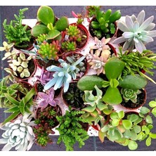 MarkEntegra Sukulent Kaktüs Çiçeği No:1 Tohumu