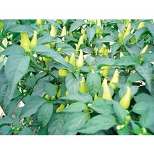 MarkEntegra Doğal Biberiye Tohumu