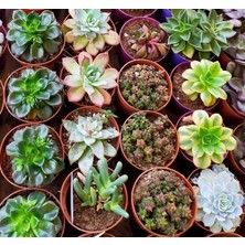 MarkEntegra Karışık Sukulent Tohumu