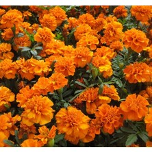 MarkEntegra Fransız Kadife Çiçeği Tohumu (Bodur) Turuncu Renkli - 10 Tohum