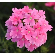 MarkEntegra Pembe Ne Çiçeği Tohumu (20 Tohum)