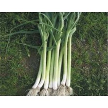 MarkEntegra Pırasa Uzunbilek Tohumu - 10 gr