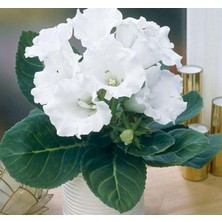 MarkEntegra Bardak Menekşesi Tohumu (Katmerli Büyük Çiçek) Beyaz Renkli - 5 Tohum