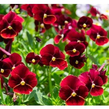 MarkEntegra Kırmızı Menekşe Çiçeği Tohumu