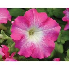 MarkEntegra Beyazlı Gül Renkli Petunya (20 Tohum)