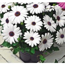 MarkEntegra Beyaz Bodrum Papatyası Tohumu (5 Tohum)