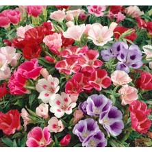 MarkEntegra Karışık Bahçe Açelyası - Godetya Tohumu (10 Tohum)