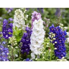 MarkEntegra Hazeran (+150 Tohum) -