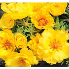 MarkEntegra Ipek Çiçeği Tohumu Duble Katlı - Koyu Sarı Renkli (25 Tohum)