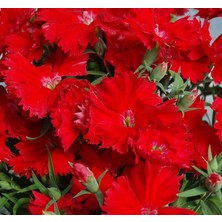 MarkEntegra Kokulu Kırmızı Çin Karanfili Tohumu (10 Tohum)