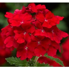 MarkEntegra Kırmızı Ne Çiçeği Tohumu (20 Tohum)