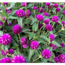 MarkEntegra Mor Medine Düğmesi Tohumu (50 Tohum)