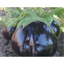 MarkEntegra Patlıcan Topan Tohumu - 10 gr