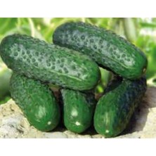 MarkEntegra Hıyar Kornişon Tohumu - 10 gr