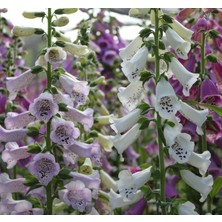 MarkEntegra Digitalis Çiçeği Tohumu