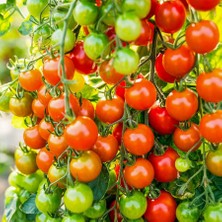 MarkEntegra Doğal Cherry Domates Tohumu