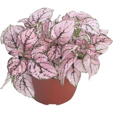 MarkEntegra Hostes Çiçeği Tohumu (Çilli, Niş Yaprak) Gül Renkli - 5 Tohum