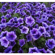 MarkEntegra Petunya Çiçeği Tohumu (Iri Çiçekli Bodur) Damarlı Renkli - 15 Tohum