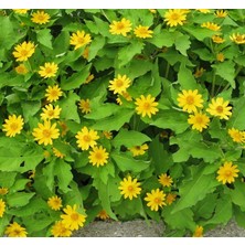 MarkEntegra Madalyon Çiçeği Tohumu (Çok Çiçeklenen) Sarı Renkli - 5 Tohum