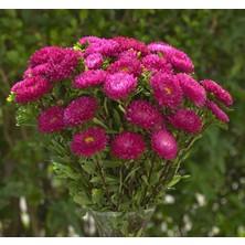 MarkEntegra Kasımpatı Çiçeği Tohumu (Uzun Boylu, Kesimlik) Gül Renkli - 5 Tohum