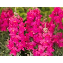 MarkEntegra Koyu Pembe Renk Uzun Boylu Özel Aslan Ağzı (10 Tohum)