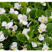 MarkEntegra Şeker Bnya Tohumu Banga - Beyaz Renkli (20 Tohum)