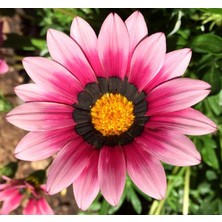 MarkEntegra Pembe Gazanya Tohumu (10 Adet)