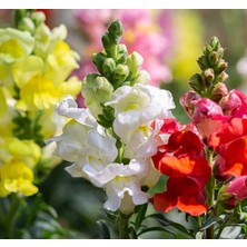 MarkEntegra Aslanağzı Tohumu (Yüksek Boylu) Karışık Renkli - 8 Tohum