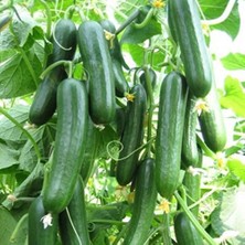 MarkEntegra Doğal Salatalık Tohumu