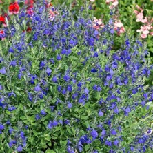 Tunç Botanik MAVİ SÜS ADAÇAYI 3 ADET - Salvia Microphylla Blue Monrovia