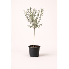 Tomurcuk Trend Saksıda Zeytin Ağacı – Akdeniz Stili Premium Dekoratif Ağaç