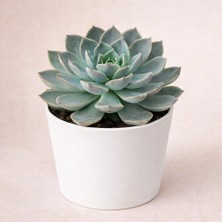 Tomurcuk Trend Echeveria Sukulent – Rozet Formlu Dekoratif Bitki / Tekli Gönderim - Sürpriz