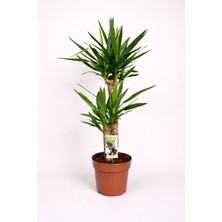 Tomurcuk Trend Yucca Elephantipes – Minimal & Güçlü Salon Bitkisi