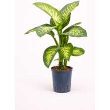 Tomurcuk Trend Dieffenbachia – Büyük Yapraklı Dekoratif Salon Bitkisi