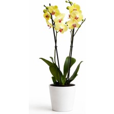 Tomurcuk Trend Golden Sun Phalaenopsis Orkide – Canlı Sarı Çiçekli