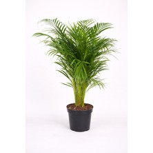 Tomurcuk Trend Areka Palmiyesi  – Tropikal Salon Bitkisi