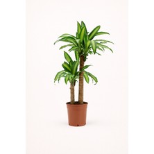 Tomurcuk Trend Dracaena Massangeana – Dayanıklı & Modern Iç Mekân Bitkisi