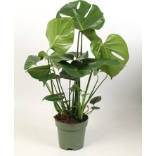 Tomurcuk Trend Monstera Deliciosa – Büyük Yapraklı Premium Salon Bitkisi