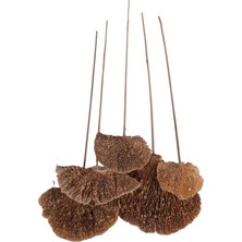 Yapay Çiçek Sitesi Kuru Mushroom Yapay Mantar 45 cm 10LU