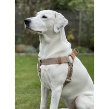 Balkonda Kişiye Özel Köpek Göğüs Tasması Ayarlanabilir Büyük Irk Kolon Kordon Açık Kahverengi