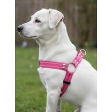 Balkonda Köpek Göğüs Tasması Ayarlanabilir Küçük ve Büyük Irk Kolon Kordon Pembe