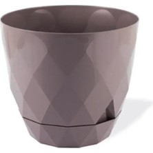 Zenvia 2 No Yakamoz Saksı 1 Adet ROYALEKS-KRS-452 (ZNV-556)