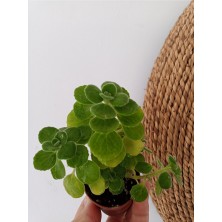 Berceste Peyzaj Tasarım Küba Kekiği Sukulent