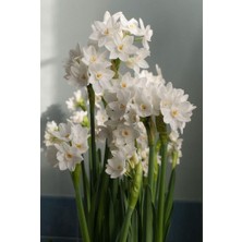 Nergis Çiçek Soğanı Paperwhite Model Nadir Bulunan Büyük Boy Duble Soğan 3 Adet