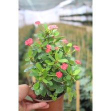 İklim Garden Euphorbia Milii - Dikenler Tacı -15-45 cm Büyük Boy Ev,ofis Iç Mekan Bitkisi