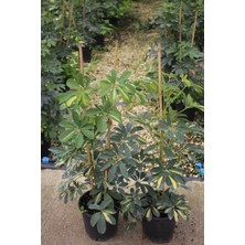 İklim Garden Salon Seti  2 Adet Şeflera Bitkisi 80-130 cm Schefflera Bitkisi 5 Parmak Bitkisi Ev,ofis ve Iç Mekan Bitkisi
