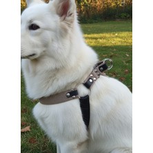 Balkonda Köpek Göğüs Tasması Orta Irk Ayarlamalı Kolon Kordon Kum & Siyah